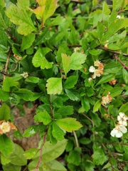 Crataegus cuneata