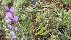 Vicia tenuifolia