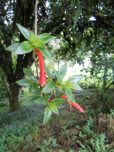 Columnea billbergiana