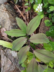 Polygonatum filipes
