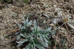Plantago monosperma