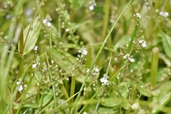 Veronica anagalloides