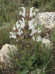 Salvia phlomoides