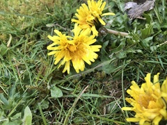 Taraxacum officinale