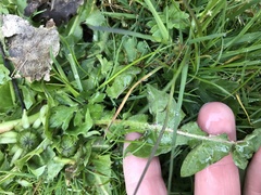 Taraxacum officinale