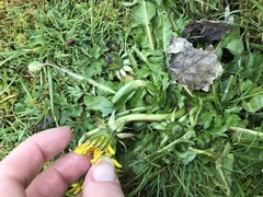 Taraxacum officinale