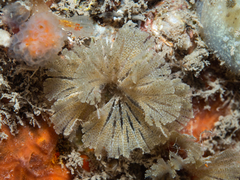 Bugulina