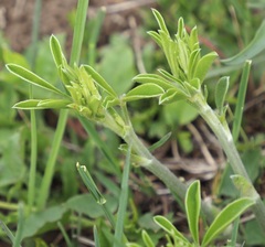 Pediomelum tenuiflorum