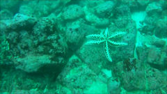 Meyenaster gelatinosus