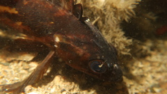 Sebastes auriculatus
