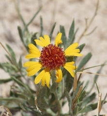 Gaillardia multiceps