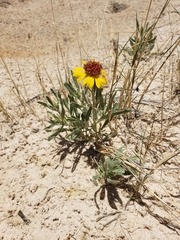 Gaillardia multiceps