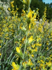 Anthyllis cytisoides