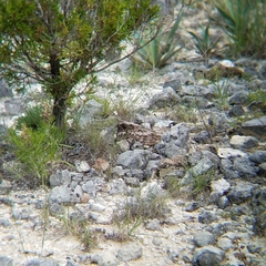 Phalaenoptilus nuttallii