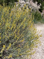 Anthyllis cytisoides