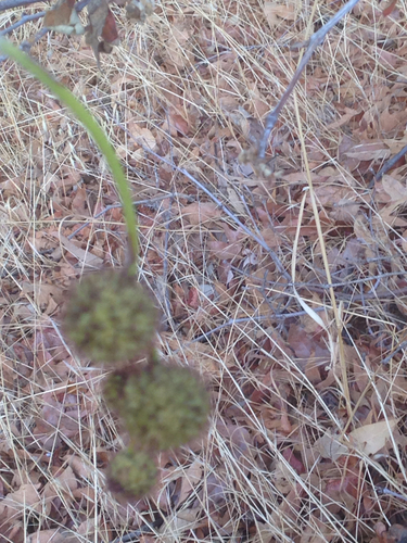 iNaturalist observation photo of western sycamore