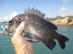 Acanthopagrus pacificus