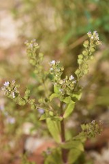 Veronica anagallis-aquatica