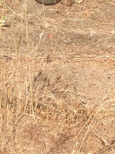 iNaturalist observation photo of grasses