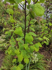 Viburnum furcatum