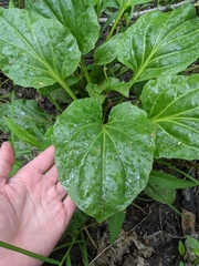 Plantago cordata