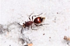 Dasymutilla archboldi