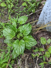 Plantago cordata