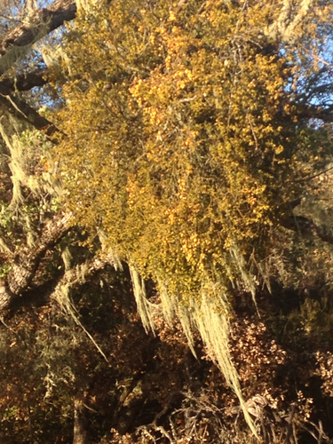 iNaturalist observation photo of viscaceous mistletoes