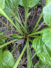 Plantago cordata
