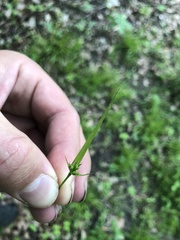 Carex jamesii