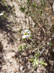 Frankenia jamesii