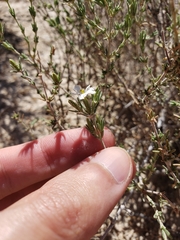 Frankenia jamesii