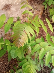 Ailanthus altissima