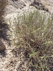 Frankenia jamesii