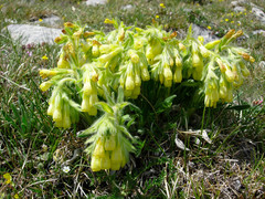Onosma tricerosperma