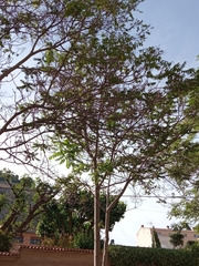 Ailanthus altissima