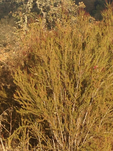 iNaturalist observation photo of chamise