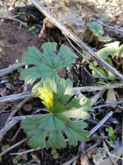 Pelargonium articulatum