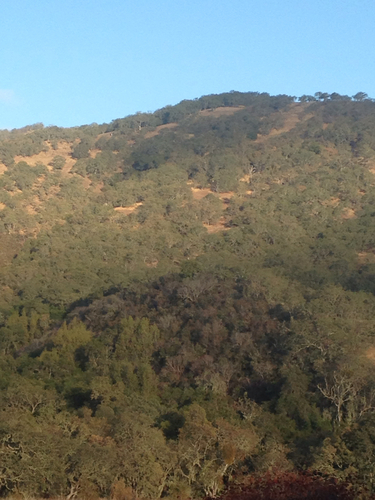 iNaturalist observation photo of high-latitude oaks