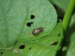 Agroiconota propinqua