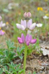 Lupinus hispanicus