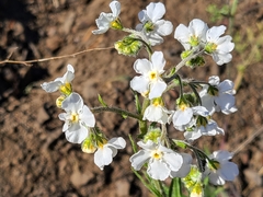 Hackelia diffusa arida