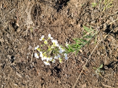 Hackelia diffusa arida