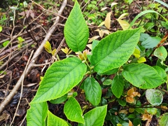Actinidia eriantha