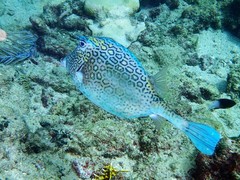 Acanthostracion polygonium