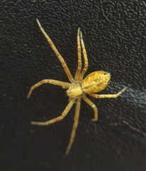 Philodromus aureolus