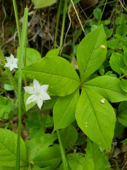 Trientalis