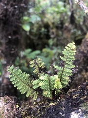 Adenophorus tamariscinus