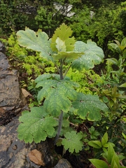 Macleaya cordata