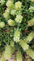Sideritis hirsuta